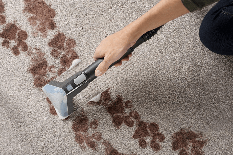 cleaning the carpet with dog paws print